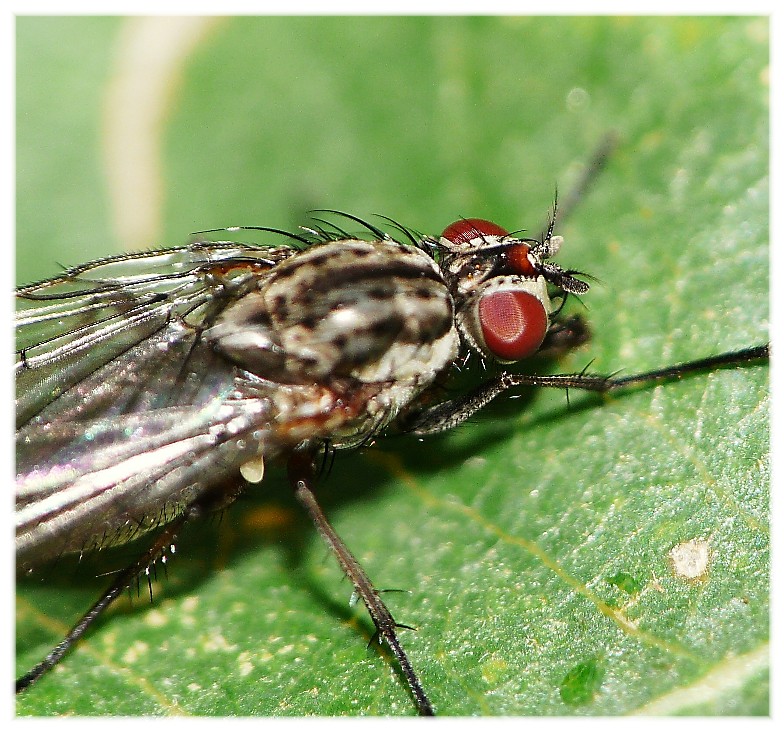 Alcuni ditteri